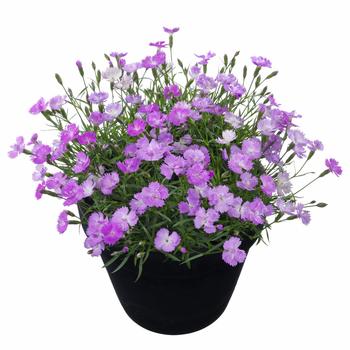 Dianthus x - Beauties&reg; 'Vida'