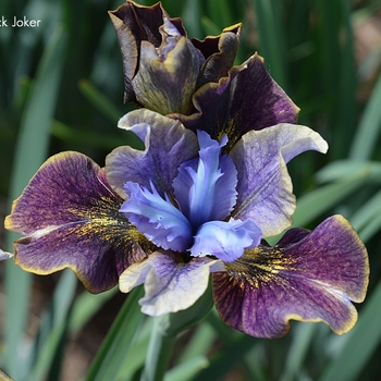 Iris sibirica (Siberian Iris) - Peacock Butterfly&reg; 'Black Joker'