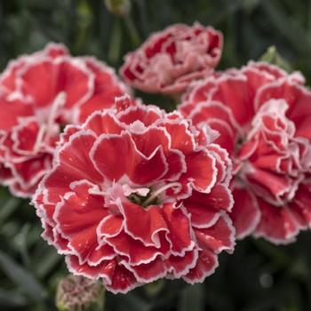 Dianthus (Pinks) - Constant Beauty&reg; 'Crush Orange'