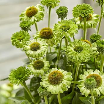 Echinacea - 'SunSeekers Apple Green' Coneflower