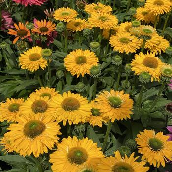 Echinacea - 'SunSeekers Golden Sun' Coneflower