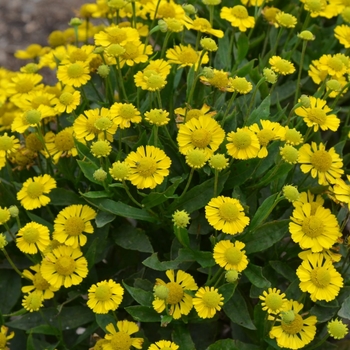 Helenium autumnale (Sneezeweed) - Mariachi&trade; 'Sombrore'