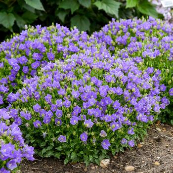 Campanula carpatica (Carpathian Bellflower) - Mini Marvels&trade; 'Midnight