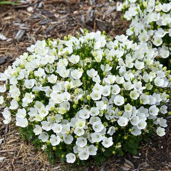 Campanula carpatica (Carpathian Bellflower) - Mini Marvels&trade; 'Starbright