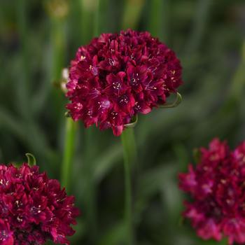 Armeria pseudarmeria (Thrift, Sea Pinks) - Dreameria&trade; 'Hypnotic Dreams'