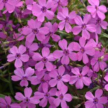Phlox - Spring Splash&trade; Violet
