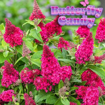 Buddleia davidii (Butterfly Bush) - Butterfly Candy&reg; Li'l Raspberry&trade;