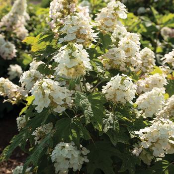 Hydrangea quercifolia - Autumn Reprise&trade; Oakleaf Hydrangea
