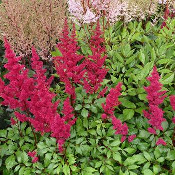 Astilbe chinensis (False Spirea) - 'Vision Volcano' 