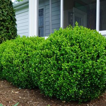 Buxus - 'NewGen Freedom&reg;' Boxwood