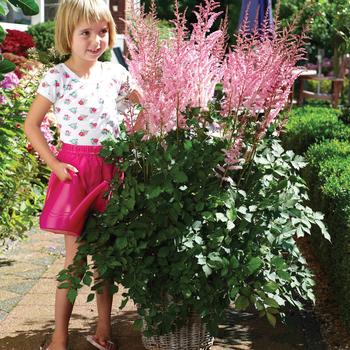 Astilbe chinensis - Mighty&trade; Pip False Spirea