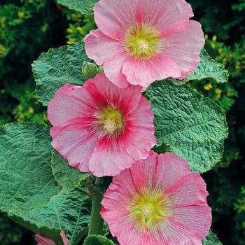 Alcea rosea (Hollyhock) - Spotlight&trade; 'Radiant Rose'