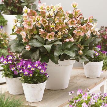 Helleborus (Lenten Rose) - 'Angel Glow' Hellebore 