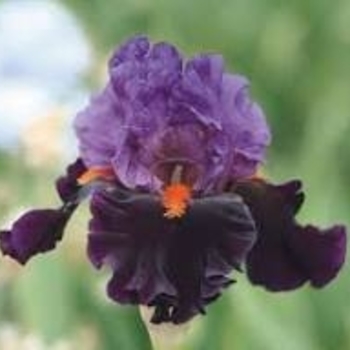 Iris germanica - 'Sharp Dressed Man' German Iris