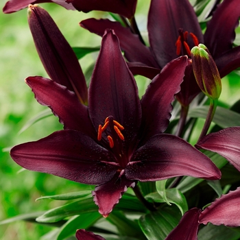 Lilium - 'Blacklist' Asiatic Lily