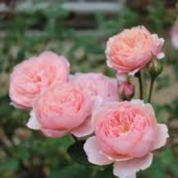 Rosa - 'The Alnwick Rose&reg;' English Rose