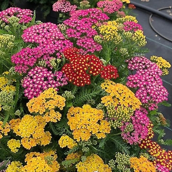 Achillea millefolium (Yarrow) - Milly Rock&trade; Trio