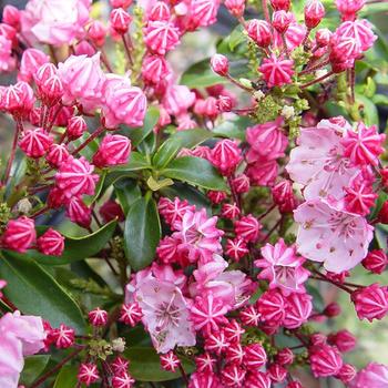 Kalmia latifolia - 'Little Linda' Miniature Mountain Laurel