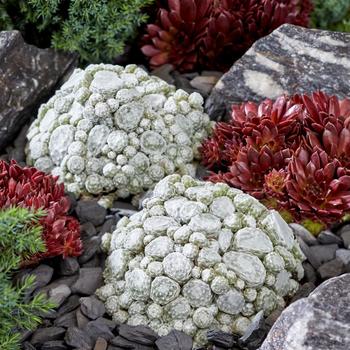 Sempervivum - 'Arctic White' Hen & Chicks