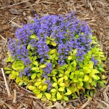 Ajuga - Feathered Friends&trade; 'Flashy Flamingo'