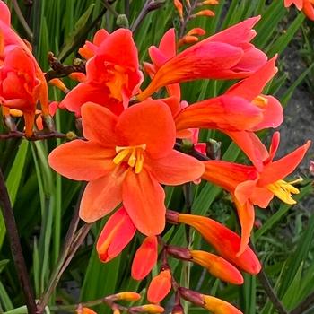 Crocosmia - 'Peach Melba' Montbretia