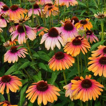 Echinacea (Coneflower) - Butterfly&trade; 'Rainbow Marcella'