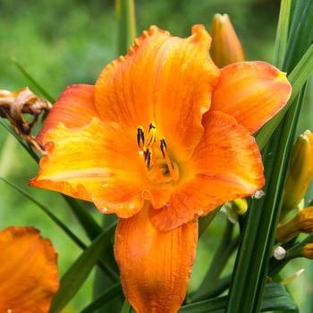 Hemerocallis - 'Mauna Loa' Daylily