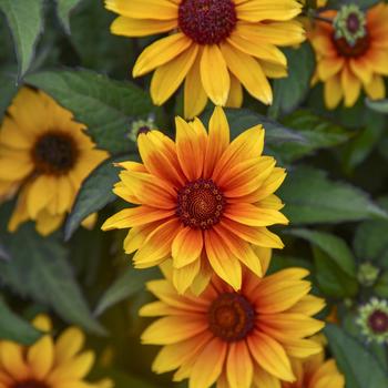 Heliopsis helianthoides - 'Sundial' False Sunflower
