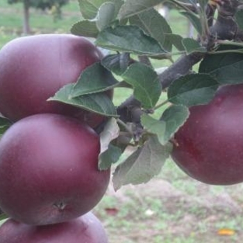 Malus domestica 'Arkansas Black' - Arkansas Black Apple