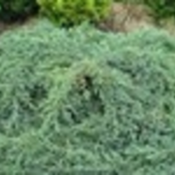 Juniperus squamata - 'Blue Carpet' Blue Carpet Juniper