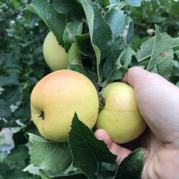 Malus Apple 'Juice Box' - Juice Box Apple -Standard
