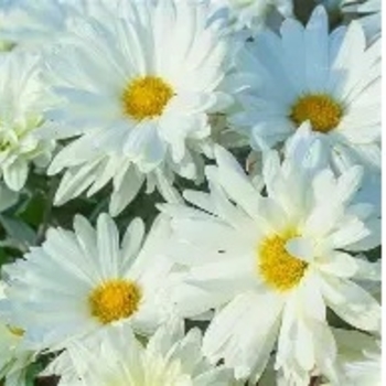 Chrysanthemum x morifolium - Mammoth&trade; White Daisy Hardy Mum