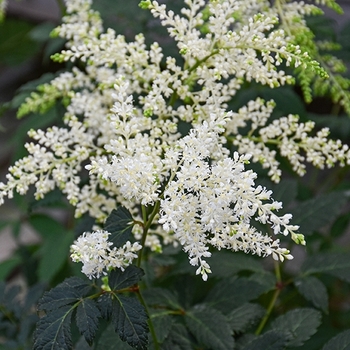 Astilbe - 'Fireworks White' False Spirea