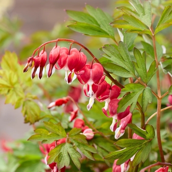 Dicentra (Old Fashioned Bleeding Heart) - 'Jolly Hearts&trade; Love' 
