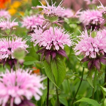 Monarda - 'Beauty of Cobham' Bee Balm