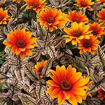 Heliopsis helianthoides - 'Orange Marble' Oxeye Sunflower 