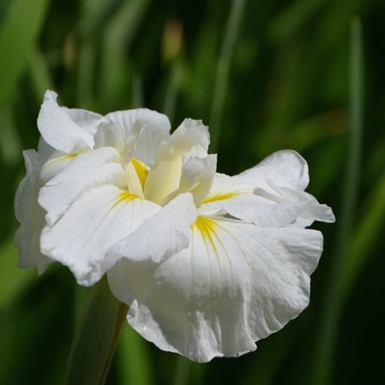 Iris ensata - 'Gold Bound' Japanese Water Iris
