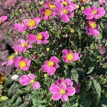 Anemone - 'Dawn Breaker' 