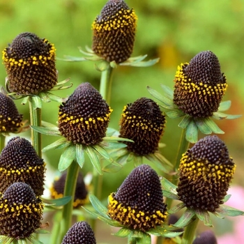 Rudbeckia occidentalis - 'Black Beauty' Black-Eyed Sunsan