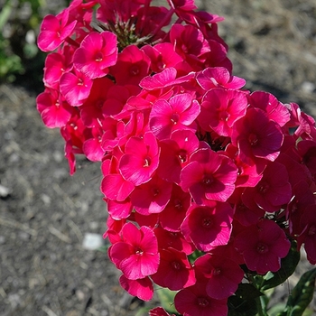Phlox paniculata - 'Grenadine Dream' Garden Phlox