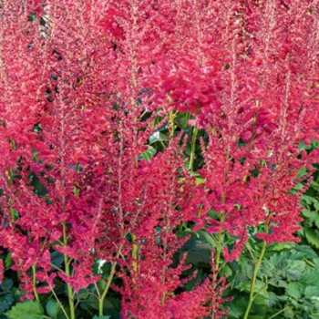 Astilbe chinensis - Hot Pearls&reg;