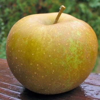 Malus spp. 'Zabergau Reinette' - Zabergau Apple