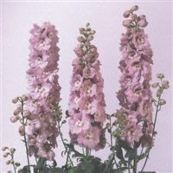 Delphinium elatum 'Magic Fountains Cherry Blossom White Bee Blossom' - Cherry Blossom White Bee Delphinium