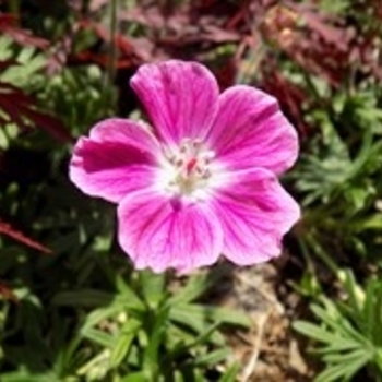 Geranium sanguineum - 'Elke' Cranesbill