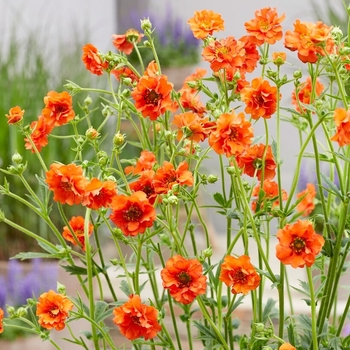 Geum - 'Miss Clementine'