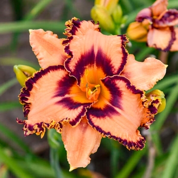 Hemerocallis - 'One Hit Wonder' Daylily