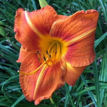 Hemerocallis - 'Tuscawilla Tigress' Daylily