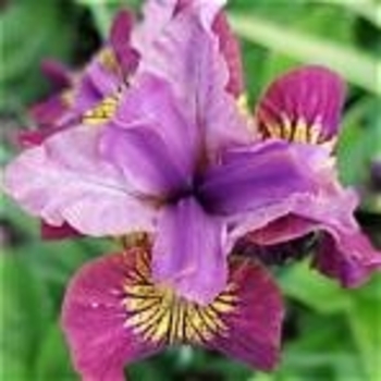 Iris sibirica (Siberian Iris) - Peacock Butterfly&trade; 'Miss Apple'