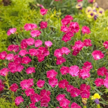 Dianthus - 'Mad Magenta' Border Carnation