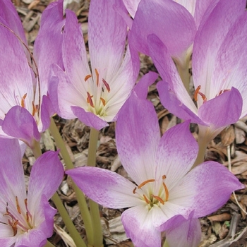 Colchicum giganteum 'The Giant' - Autumn Crocus